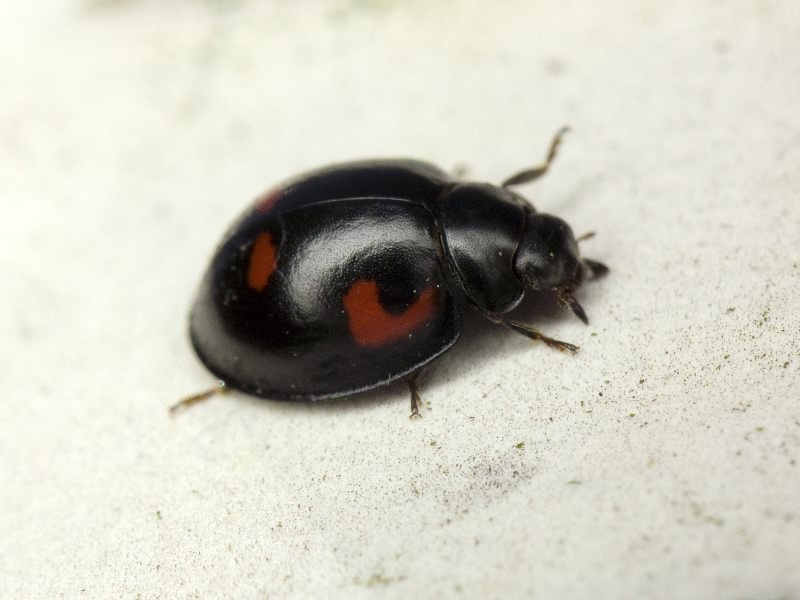 Exochomus quadripustulatus (Linnaeus, 1758)